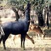 Ranthambore e le tigri